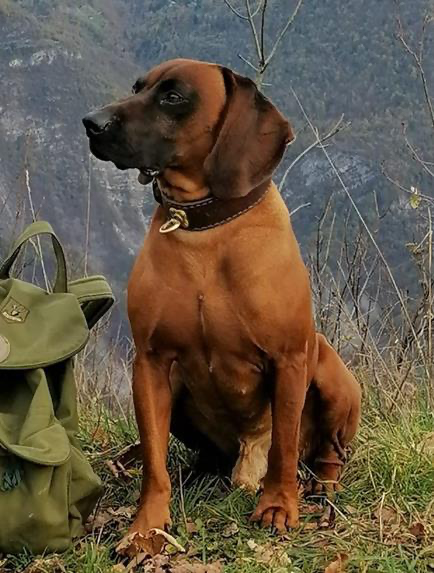 Alf