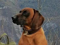 Alf