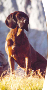 cane da traccia