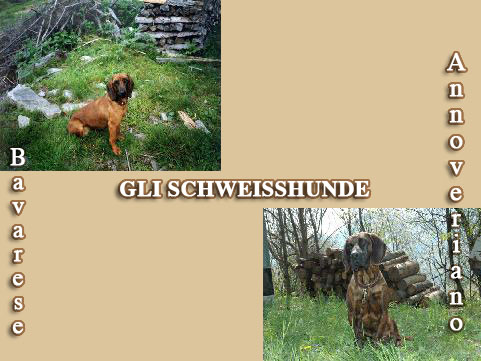 gli schweisshunde: bavarese e annoveriano