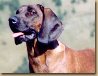 Afra