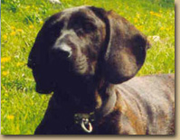 Ambra