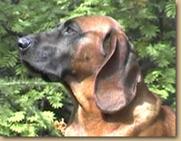 Axel