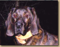 Bosco