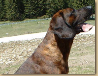 Chianti