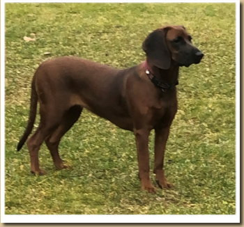 BAYERISCHER GEBIRGSSCHWEISSHUND