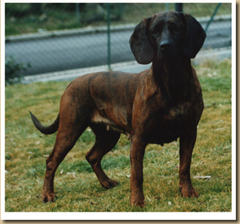 HANNOVERISCHER SCHWEISSHUND