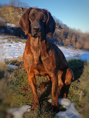 Stella