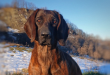 Stella